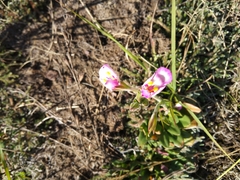 Craterostigma wilmsii