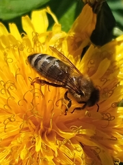 Apis mellifera