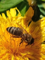 Apis mellifera