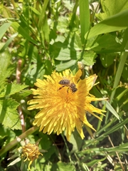 Apis mellifera