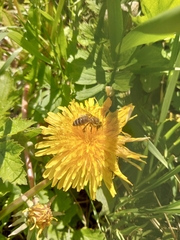 Apis mellifera