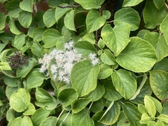Hydrangea petiolaris