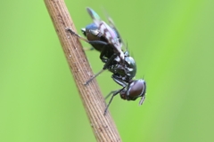 Rivellia syngenesiae