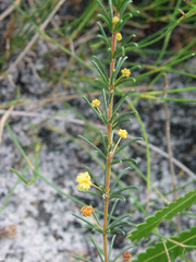 Acacia baueri