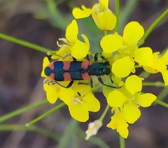 Trichodes longissimus