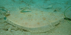 Xystreurys liolepis