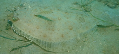 Xystreurys liolepis