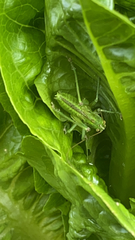 Tettigonia viridissima