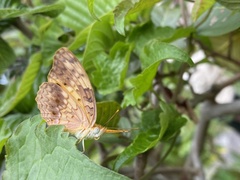 Phalanta