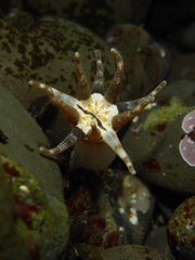 Halcampa decemtentaculata