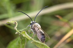 Eucera nigrescens