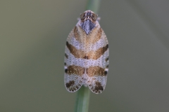 Tachycixius pilosus