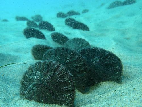Eccentric Sand Dollar, photo 2 of 10