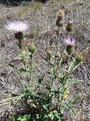 Cirsium tracyi