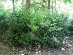 Ruscus aculeatus