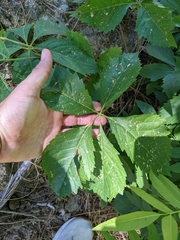 Parthenocissus quinquefolia