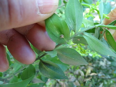 Ruscus aculeatus