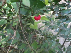 Ruscus aculeatus
