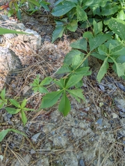 Parthenocissus quinquefolia