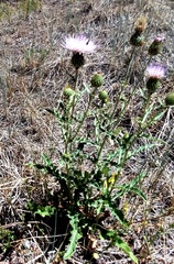 Cirsium tracyi