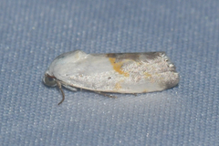 Acontiinae