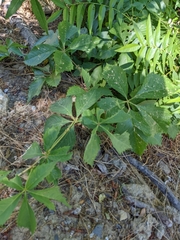 Parthenocissus quinquefolia