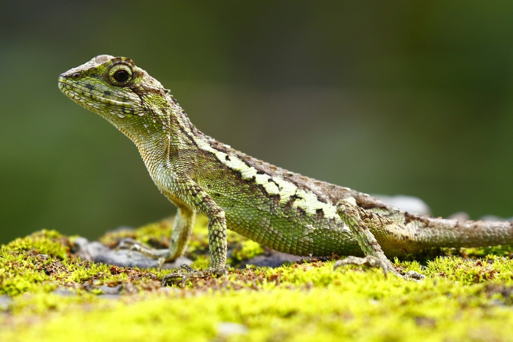 Okinawa Tree Lizard (Diploderma polygonatum)