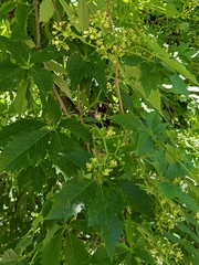 Parthenocissus quinquefolia