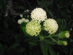 Kleinia grandiflora