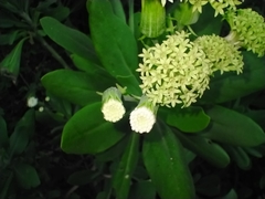 Kleinia grandiflora