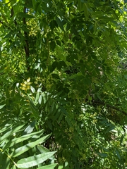 Parthenocissus quinquefolia