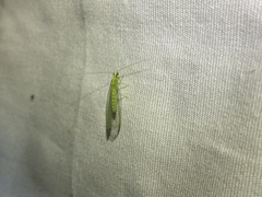 Chrysoperla comanche