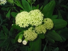 Kleinia grandiflora