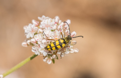 Stenostrophia tribalteata