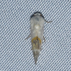 Acontiinae