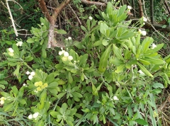 Kleinia grandiflora