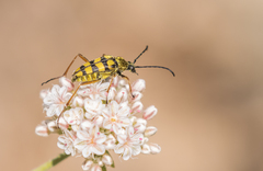 Stenostrophia tribalteata