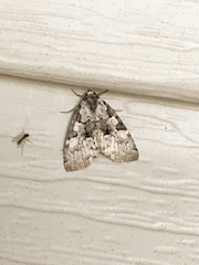 Leuconycta lepidula