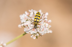 Stenostrophia tribalteata