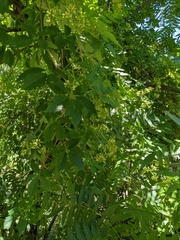 Parthenocissus quinquefolia