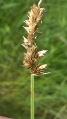 Carex sartwellii