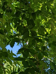 Parthenocissus quinquefolia