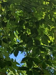 Parthenocissus quinquefolia