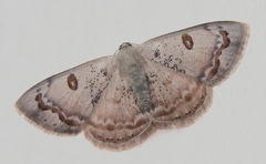 Argyrotome prospectata