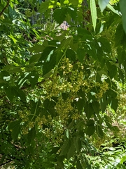 Parthenocissus quinquefolia