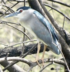 Nycticorax nycticorax
