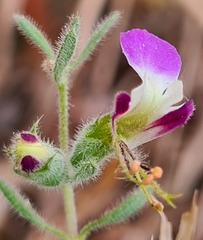 Teucrium resupinatum