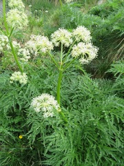 Molopospermum peloponnesiacum