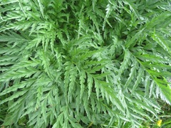 Molopospermum peloponnesiacum