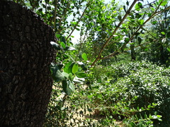 Phillyrea latifolia